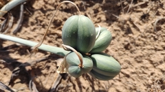Pancratium maritimum