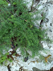 Galium
