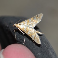 Epipagis fenestralis