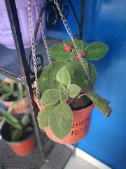 Episcia cupreata