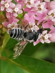 Megachile texana