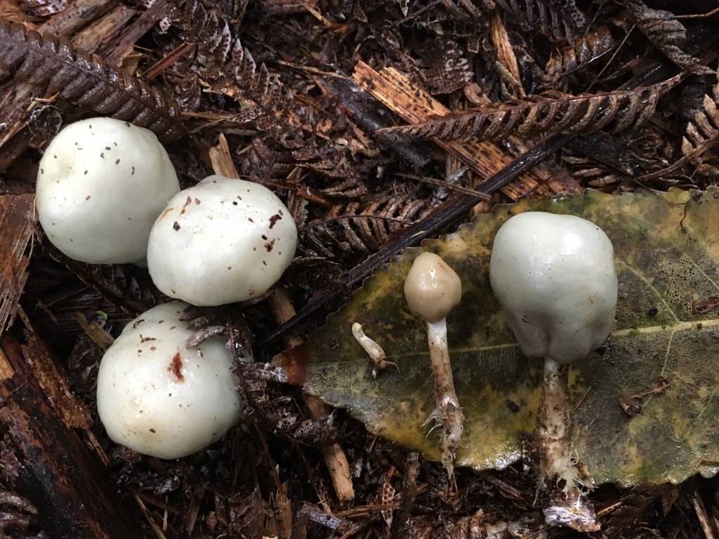 Psilocybe weraroa in June 2022 by Seymour Burgess · iNaturalist