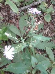 Symphyotrichum retroflexum