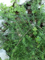 Galium