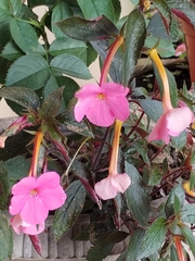 Achimenes