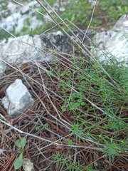 Galium