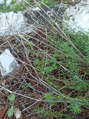Galium