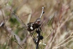 Chlosyne lacinia crocale