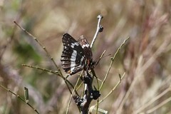 Chlosyne lacinia crocale