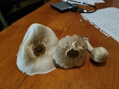 Agaricus placomyces