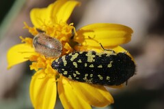Acmaeodera flavopicta