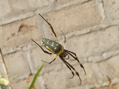 Trichonephila senegalensis