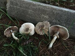 Agaricus placomyces