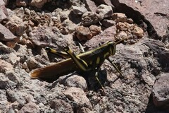 Schistocerca albolineata