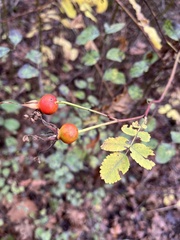 Rosa woodsii