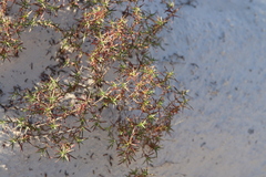 Oenothera hartwegii