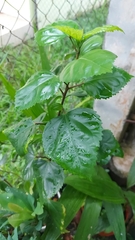 Hibiscus rosa-sinensis