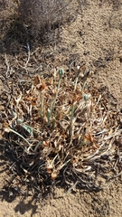 Pancratium maritimum