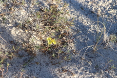 Oenothera hartwegii