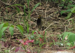 Tiaris olivaceus