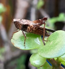 Tettigidea