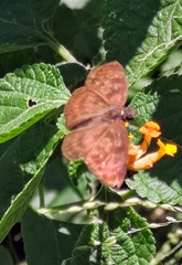 Achlyodini