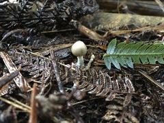 Psilocybe weraroa