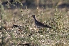 Vanellus senegallus lateralis