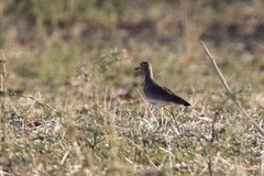 Vanellus senegallus lateralis
