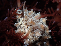 Pusula solandri