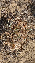 Pancratium maritimum