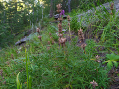 Dracocephalum ruyschiana