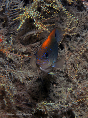 Stegastes adustus