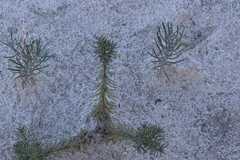 Nerisyrenia linearifolia