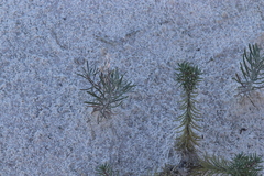 Nerisyrenia linearifolia