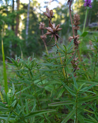 Dracocephalum ruyschiana