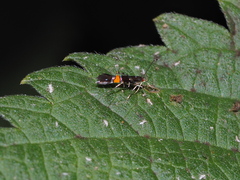 Cosmopterix