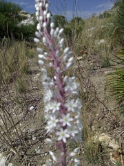 Drimia maritima