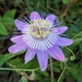 Passiflora subintegra - Photo 由 Michael Wilpers 所上傳的 (c) Michael Wilpers，保留部份權利CC BY-NC