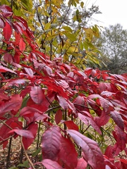 Oxydendrum