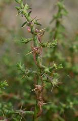 Sclerolaena muricata muricata