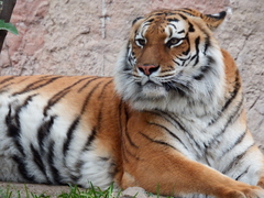 Panthera tigris
