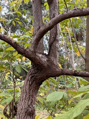 Oxydendrum
