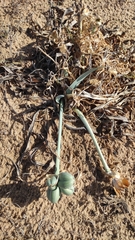Pancratium maritimum