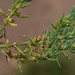 Sclerolaena anisacanthoides - Photo (c) Russell Cumming, some rights reserved (CC BY-NC), uploaded by Russell Cumming