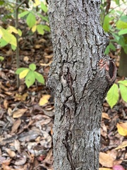 Oxydendrum