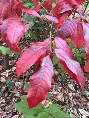 Oxydendrum