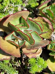 Crassulaceae