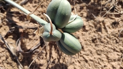 Pancratium maritimum