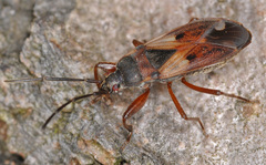 Eremocoris abietis
